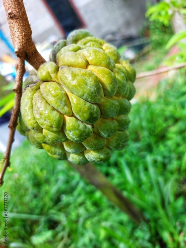 Srikaya fruit or Annona squamosa photo