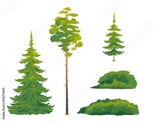 Set of forest trees and bushes  green tall spruce tree  European spruce evergreen coniferous tree  green tall pine tree  white spruce evergreen coniferous tree  green bushes