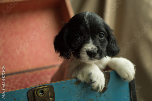 springer puppy photo