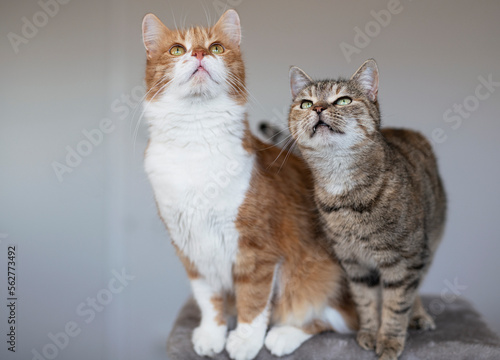 Cute house red cat posing on light background at home, national cats day, domestic pet