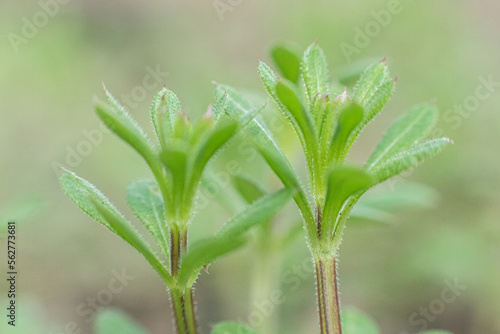 Galium aparine cleavers  catchweed  stickyweed  robin-run-the-hedge  sticky willy  sticky willow  stickyjack  stickeljack  and grip grass use in traditional medicine for treatment