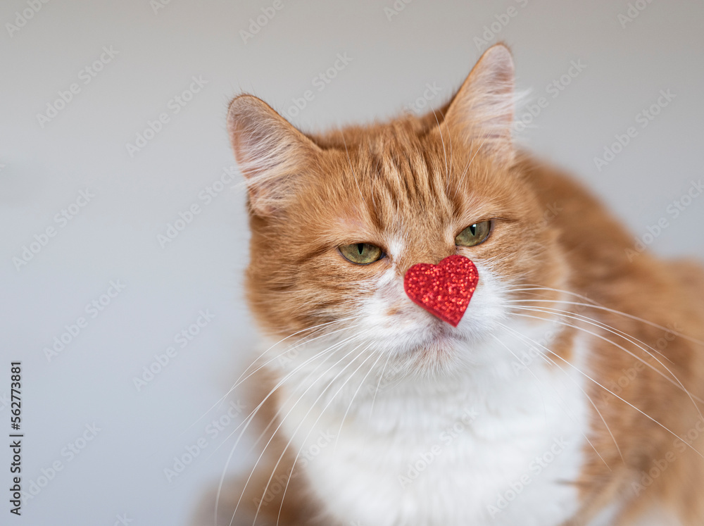 Cute house red cat posing on light background at home, national cats day, domestic pet