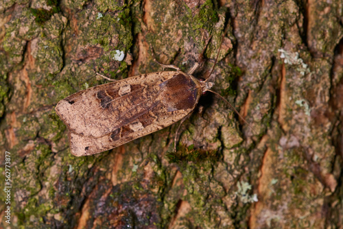 	
Hausmutter (Noctua pronuba)	
 photo