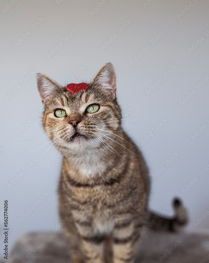 Cute house grey cat posing on light background at home, national cats day, domestic pet