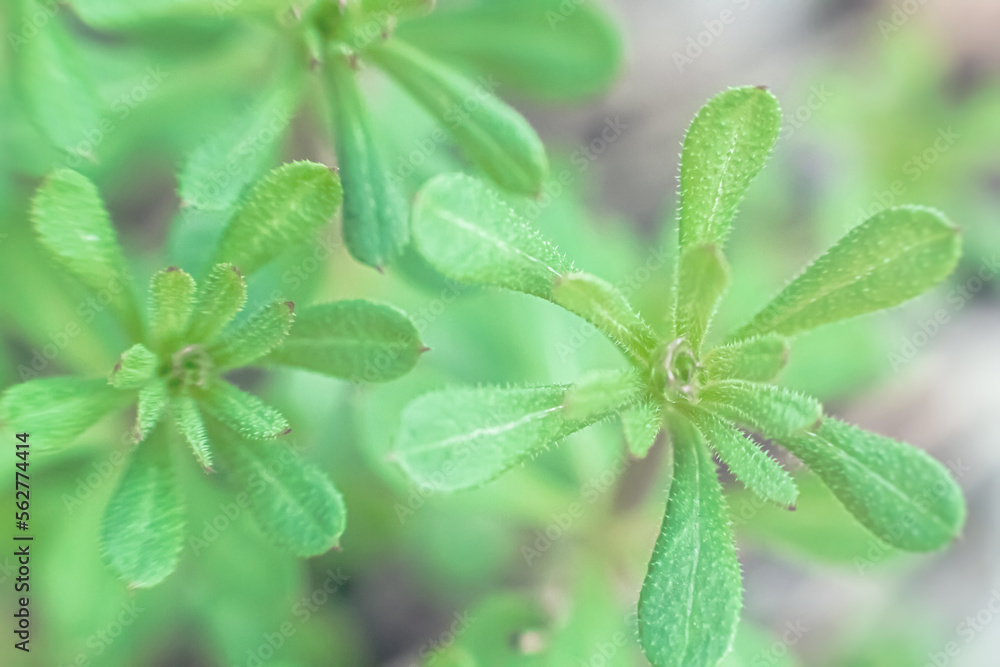Galium aparine cleavers, catchweed, stickyweed, robin-run-the-hedge, sticky willy, sticky willow, stickyjack, stickeljack, and grip grass use in traditional medicine for treatment