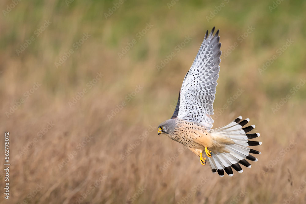 Fototapeta premium Male kestrel hunting for his next meal in Bushy Park