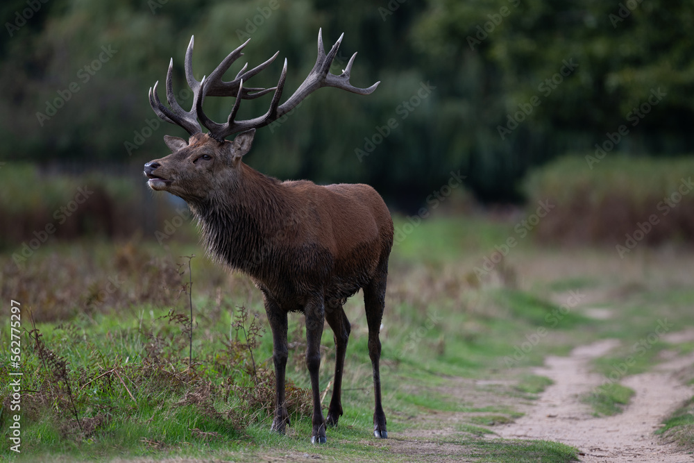 Large red deer stag in the autumn rutting season