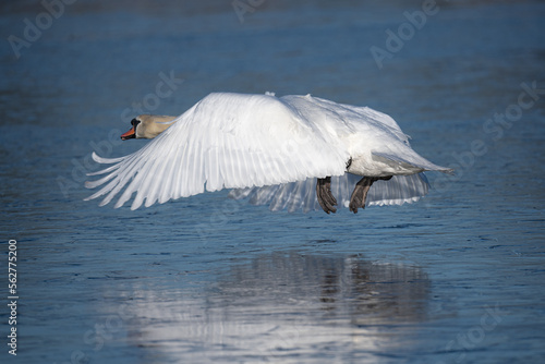 Male swan in flight over an icy pond in Bushy Park © Mike