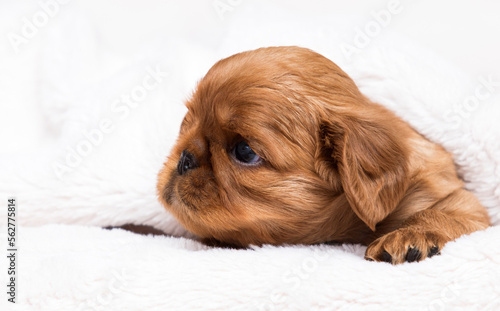 King Charles Spaniel puppy in a fluffy blanket