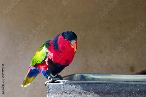 Εκτύπωση καμβά Papagei Erzlori close up, parrot