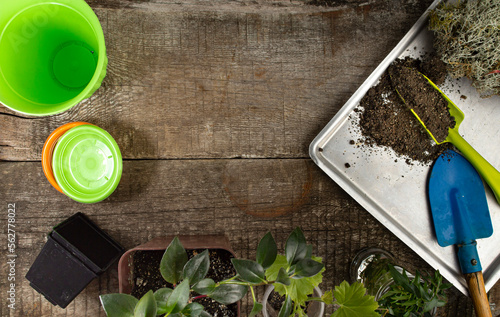 Supplies and seedlings for flower transplanting or home gardening on a rustic background, top view, space for text, copy space, copy space photo