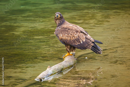 Golden eagle (Aquila chrysaetos) perched on piece of wood in a stream