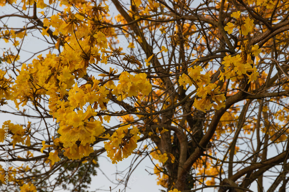 Flowers of yellow ipe, very well known tree in Brazil. Scientific name Handroanthus albus. Selective focus... Flowers of yellow ipe, very well known tree in Brazil. Scientific name Handroanthus albus. Selective focus...