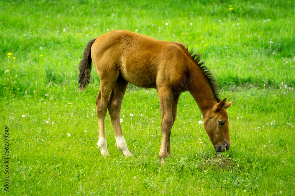 A brown foal eats grass in a meadow. Lonely foal on the background of a green alpine meadow. A brown foal eats grass in a meadow. Lonely foal on the background of a green alpine meadow.