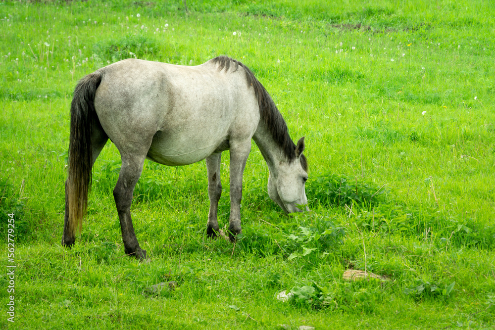 A gray piebald horse grazes on a green meadow. The horse eats grass. A gray piebald horse grazes on a green meadow. The horse eats grass.