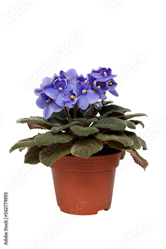Violet Uzambar, senpolia growing in a pot. Isolated on a white background photo