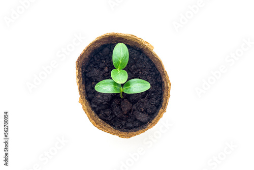 Top or side view of a young plant in a pot on a white background. Cucumber seedling. High quality photo. Isolated.