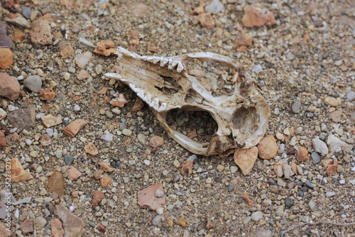 An old skull of an animal laying in the desert.