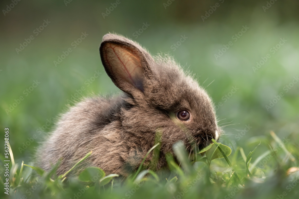 Rabbits, also known as bunnies or bunny rabbits, are small mammals in the family Leporidae. Rabbits, also known as bunnies or bunny rabbits, are small mammals in the family Leporidae.
