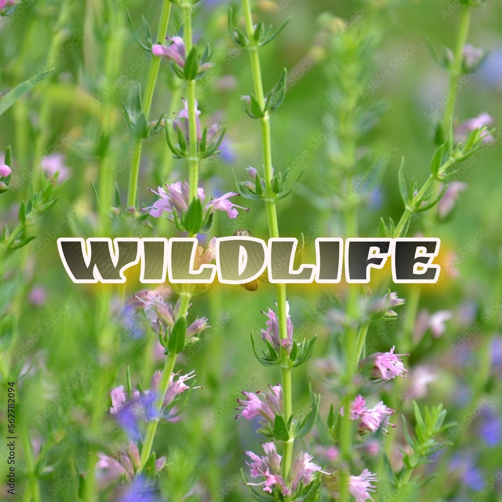 Wildlife logo. text , with wildflowers in the wild grass in the background