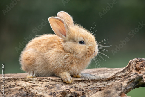 Rabbits, also known as bunnies or bunny rabbits, are small mammals in the family Leporidae. © Lauren