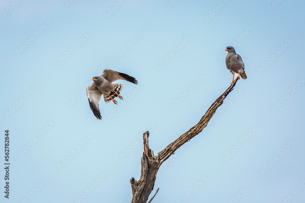 Pale Chanting-Goshawk couple isolated in blue sky in Kgalagadi transfrontier park, South Africa; specie Melierax canorus family of Accipitridae Pale Chanting-Goshawk couple isolated in blue sky in Kgalagadi transfrontier park, South Africa; specie Melierax canorus family of Accipitridae