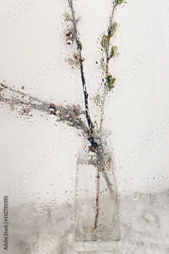 Cherry blooming branch in vase behind glass with water drops. Creative abstract image of spring flowers. Hello spring. Simple aesthetic wallpaper, wet rainy flowers. Floral rustic still life