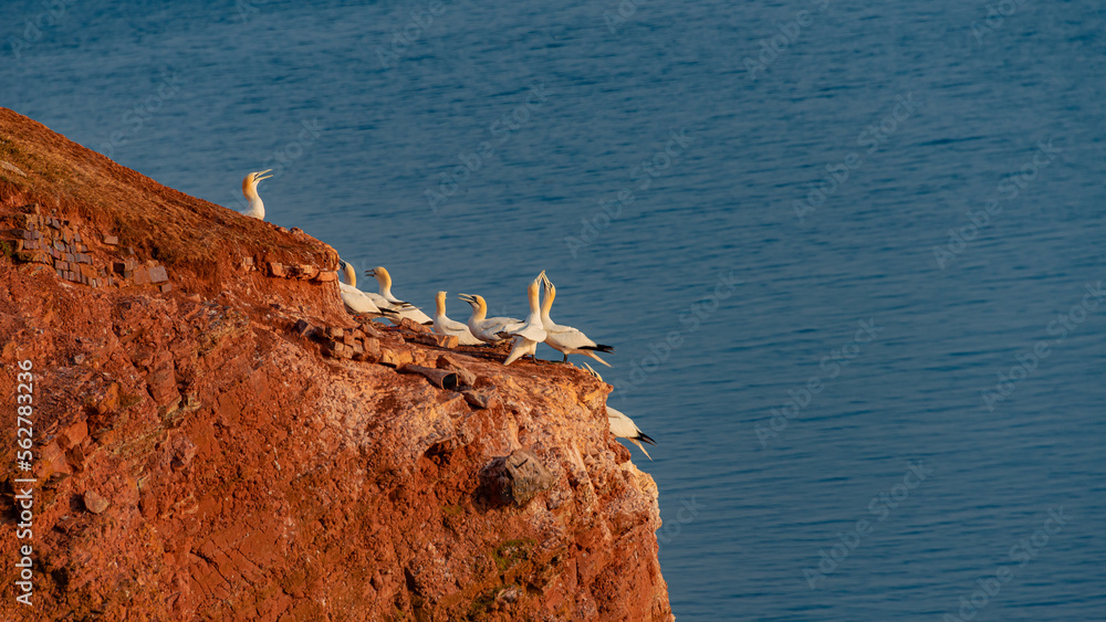 Wild nesting north Atlantic gannets with young chicks at red sandstone cliffs island Helgoland, biggest rookery in Germany at sunset colors