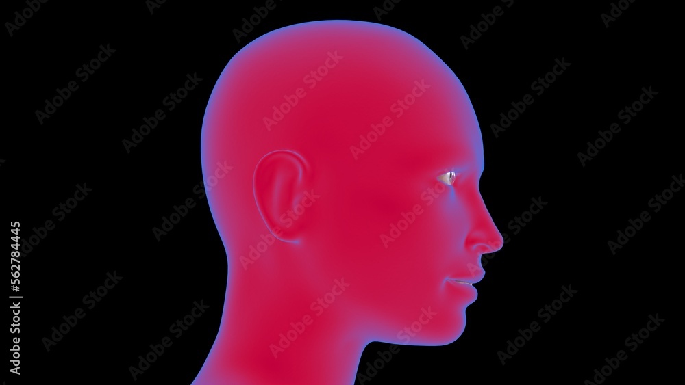 Female anatomy Human Face 3D Rendering