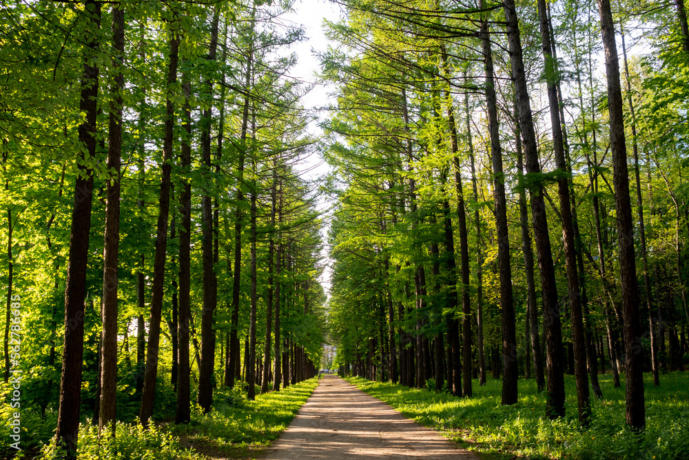 Obraz premium Larches alley in spring evening sunshine. Recreation, eco tourism.