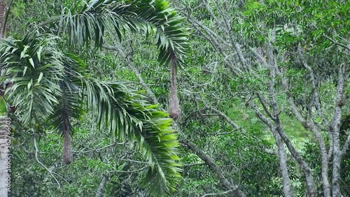 Psarocolius decumanus, cacique crestado, oropéndola crestada, conoto yapú, conoto negro hanging nest on a palm tree, birds leaving nest photo