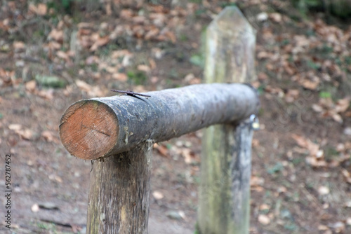 A horizontal log in the form of a barrier in a forest. The passage is closed.