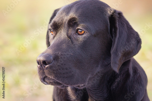 Portrait of a black dog. Young labrador retriever on the background of nature.