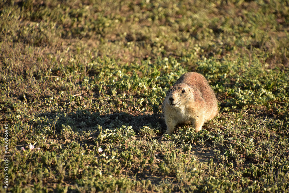 Black Tailed Prairie Dog in Rural South Dakota Black Tailed Prairie Dog in Rural South Dakota