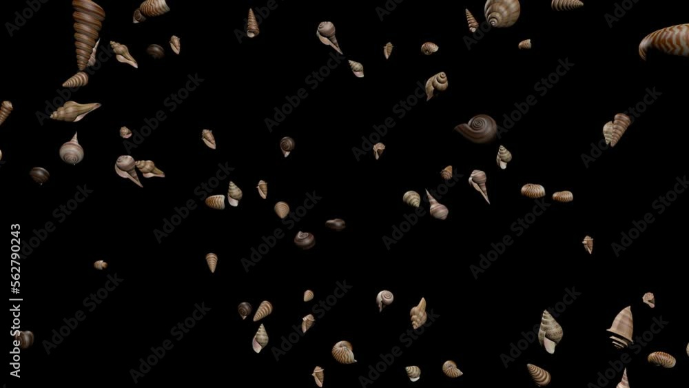 Seashells Animation Transparent Alpha Video Seashells Animation Transparent Alpha Video