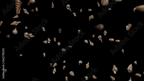 Seashells Animation Transparent Alpha Video photo