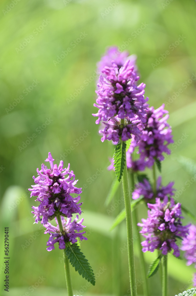 Pretty Purple Flowering Salvia Plant in Bloom Pretty Purple Flowering Salvia Plant in Bloom