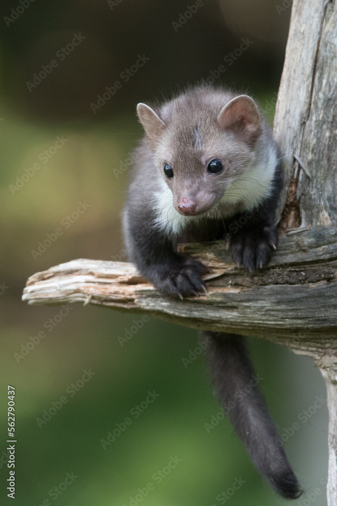 Stone marten, Martes foina, with clear green background. Beech marten, detail portrait of forest animal. Small predator sitting on the beautiful green moss stone in the forest. Wildlife scene, France Stone marten, Martes foina, with clear green background. Beech marten, detail portrait of forest animal. Small predator sitting on the beautiful green moss stone in the forest. Wildlife scene, France