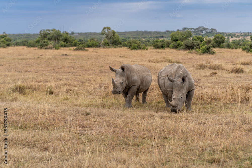 White Rhinoceros Ceratotherium simum Square-lipped Rhinoceros at Khama Rhino Sanctuary Kenya Africa. White Rhinoceros Ceratotherium simum Square-lipped Rhinoceros at Khama Rhino Sanctuary Kenya Africa.