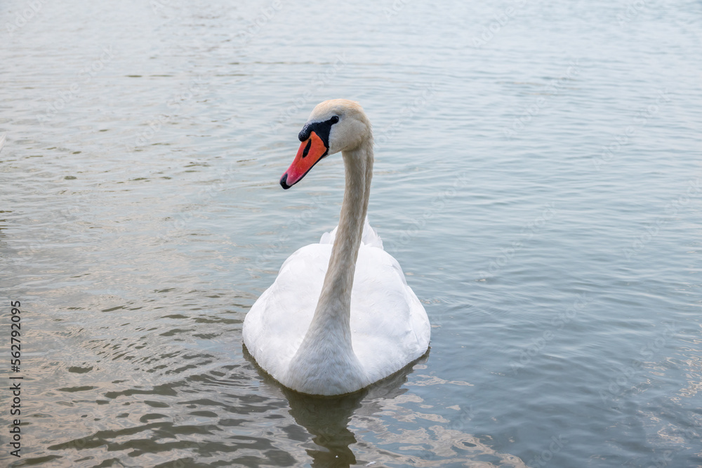 Fototapeta premium Graceful white Swan swimming in the lake, swans in the wild. Portrait of a white swan swimming on a lake.