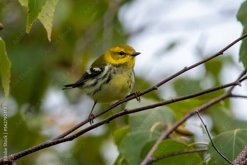 Black Throated Green Warbler in Fall Plumage at Plum Island, Massachusetts. Black Throated Green Warbler in Fall Plumage at Plum Island, Massachusetts.