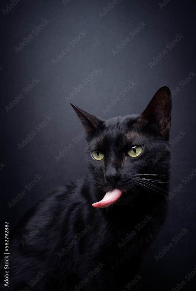 mischievous black cat sticking out long tongue on black background with copy space