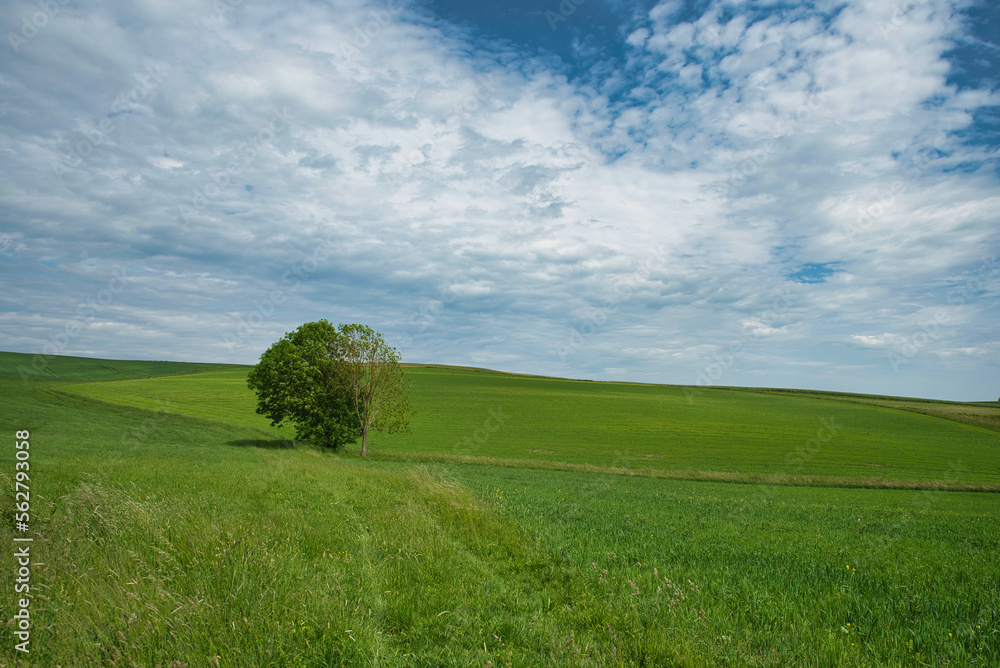 Landschaft mit einzelnem Baum in grünen Feldern