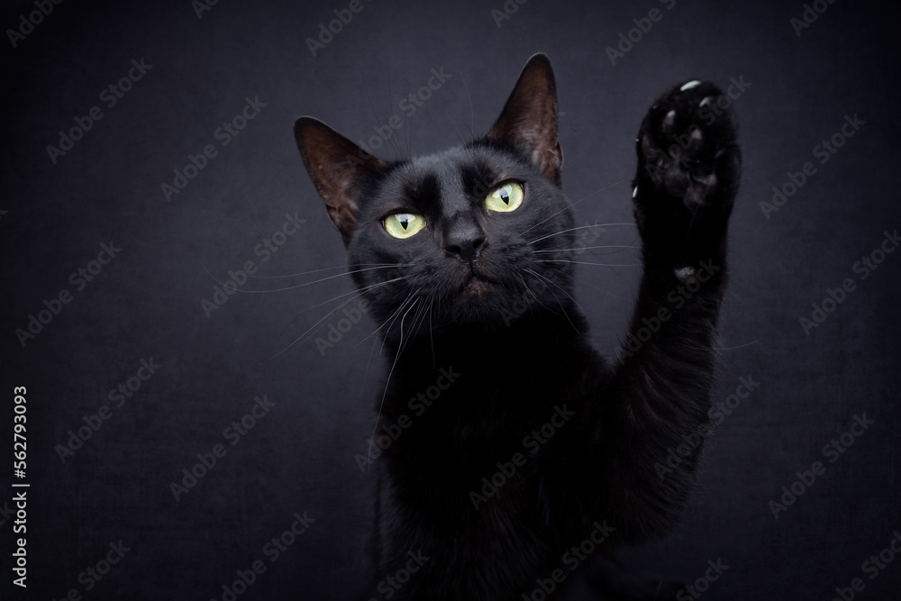 black cat raising paw looking at camera on black background with copy space black cat raising paw looking at camera on black background with copy space