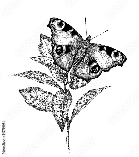 One butterfly Aglais io on flower. Peacocks eye on plant leaves. Inachis IO. Beautiful insect in garden. Realistic hand-drawn vector, engraving sketch