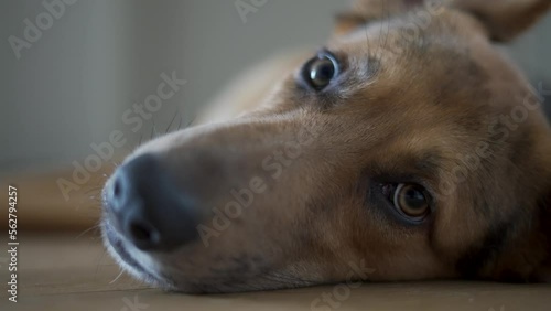 Bored dog has a rest on the floor photo