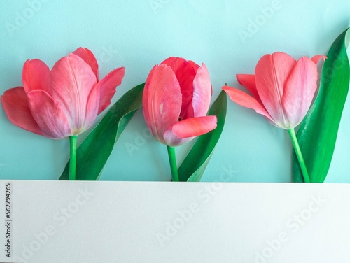 Fototapeta Naklejka Na Ścianę i Meble -  Delicate pink tulips in a row on blue with space for text. Minimalistic postcard with spring flowers