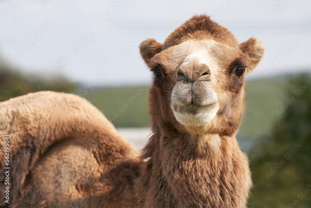 Portrait of a two-humped camel (Bactrian) in close-up. Selective focus.