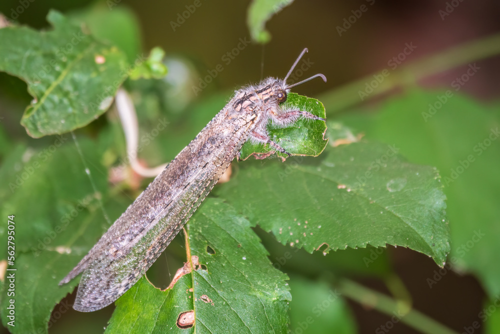 Distoleon tetragrammicus, a species of antlion in the neuropteran family Myrmeleontidae. Distoleon tetragrammicus, a species of antlion in the neuropteran family Myrmeleontidae.