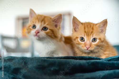 Deux chatons roux